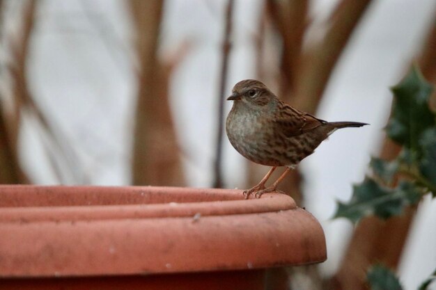 Photo close-up of bird perching on railing