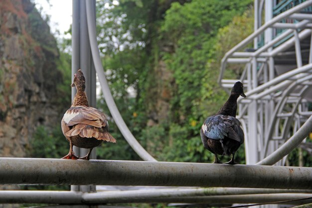 Close-up of bird perching on railing