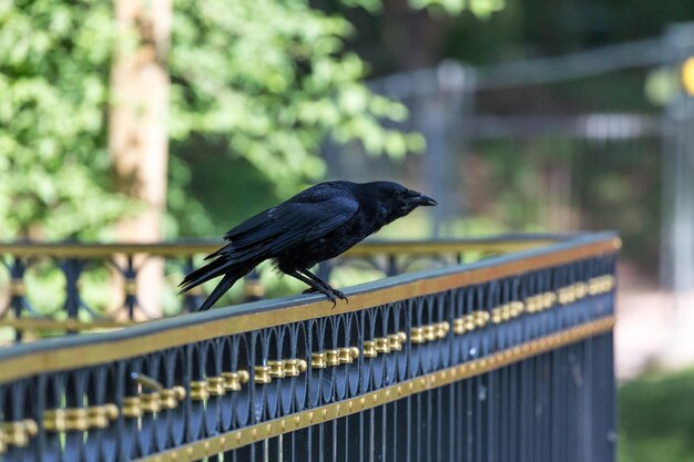 Close-up of bird perching on railing