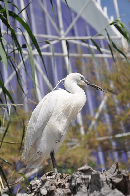 Photo close-up of bird perching on railing