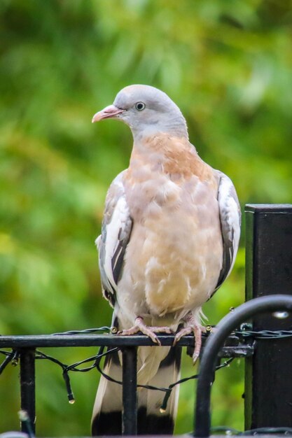 Close-up of bird perching on railing