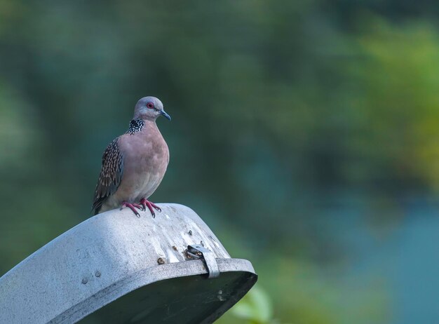 Photo close-up of bird perching on railing