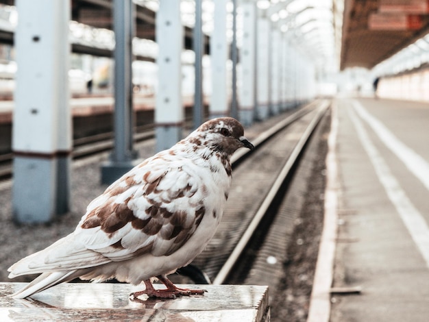 Photo close-up of bird perching on railing