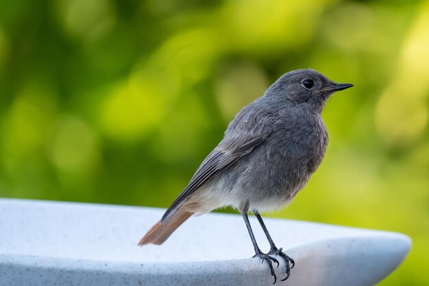 Close-up of bird perching on railing