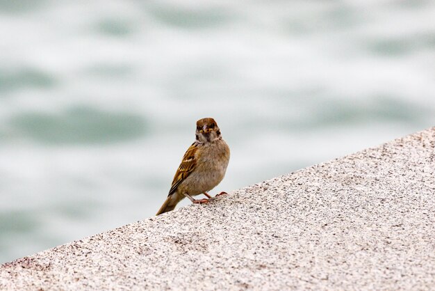 レールに座っている鳥のクローズアップ