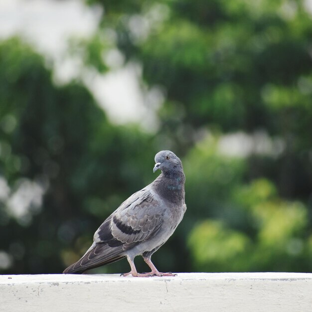 Photo close-up of bird perching on railing