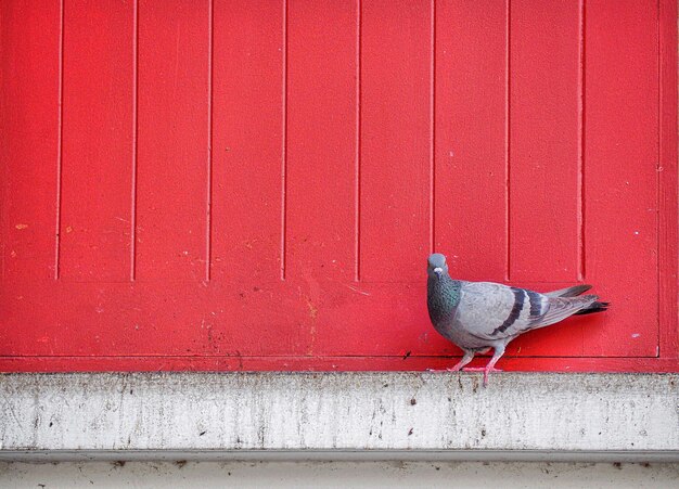 Close-up of bird perching on red wall