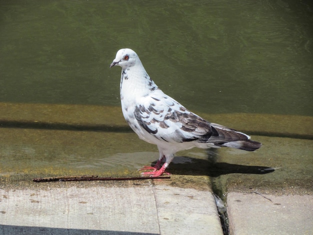 Photo close-up of bird perching on retaining wall