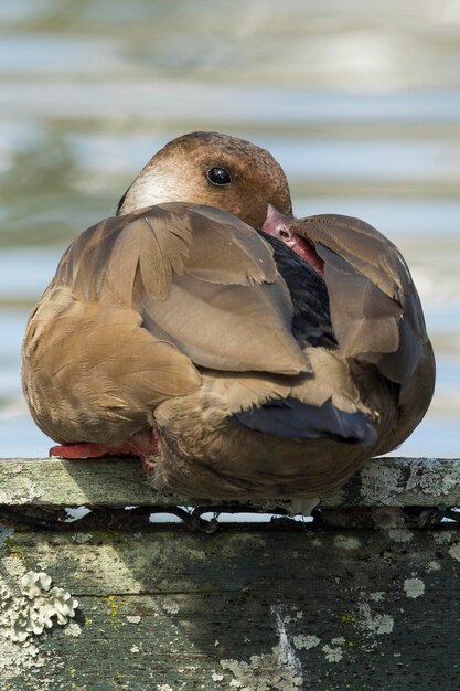 Close-up of bird perching on retaining wall