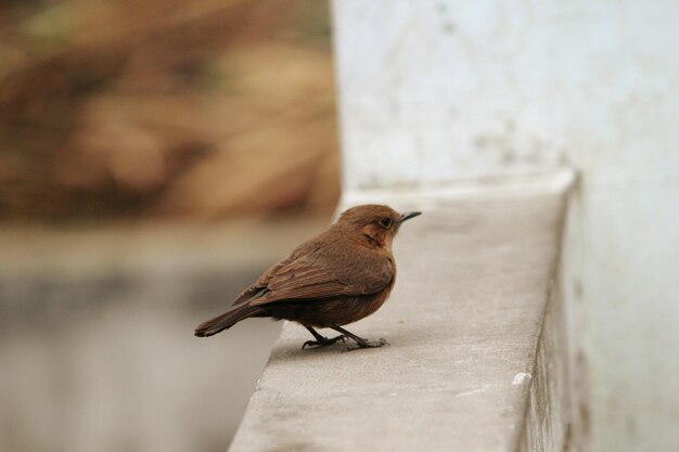 Close-up of bird perching on retaining wall