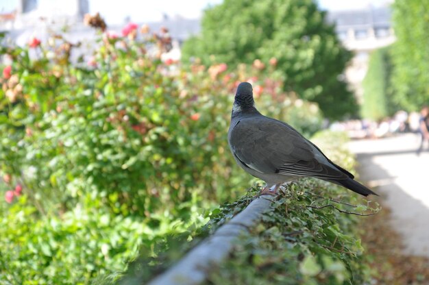 Photo close-up of bird perching on retaining wall