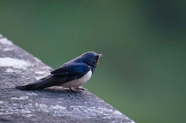 支柱壁に座っている鳥のクローズアップ