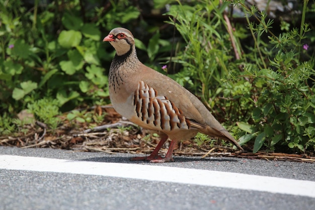 Photo close-up of bird perching on the road