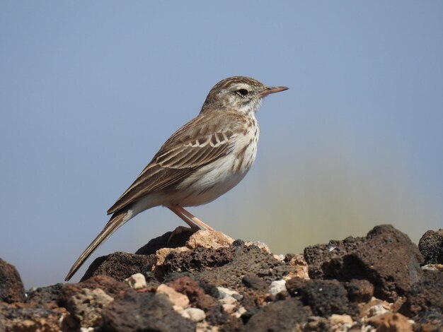 明るい空の背景に岩の上に座っている鳥のクローズアップ