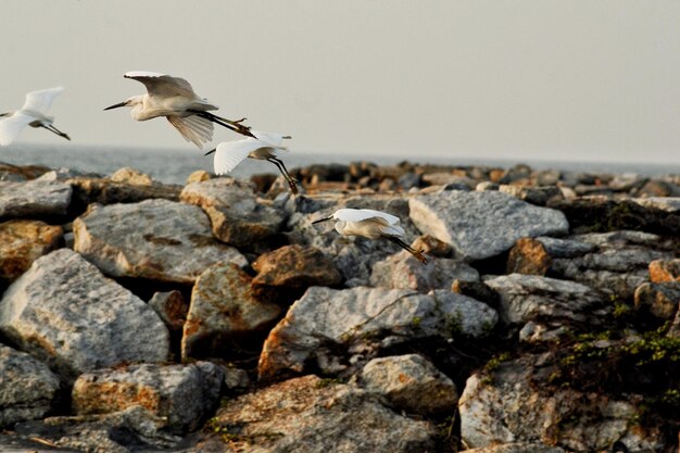 Photo close-up of bird perching on rock against clear sky