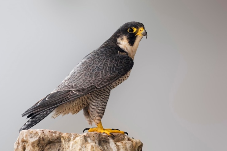Photo close-up of bird perching on rock against sky