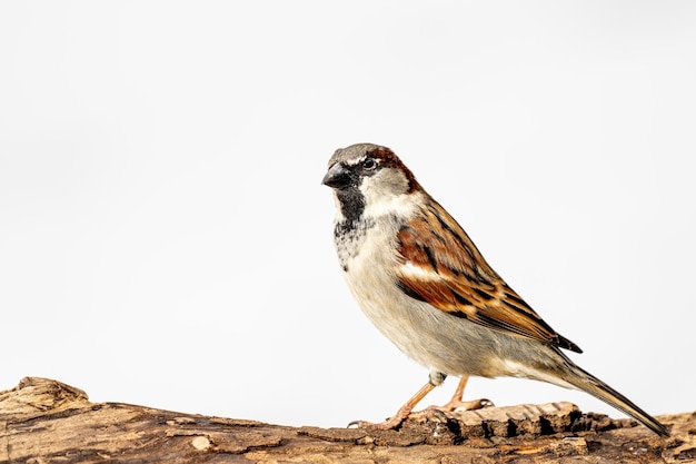 天空を背景に岩の上に座っている鳥のクローズアップ