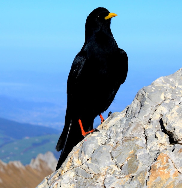 Foto close-up di un uccello appoggiato su una roccia contro il cielo