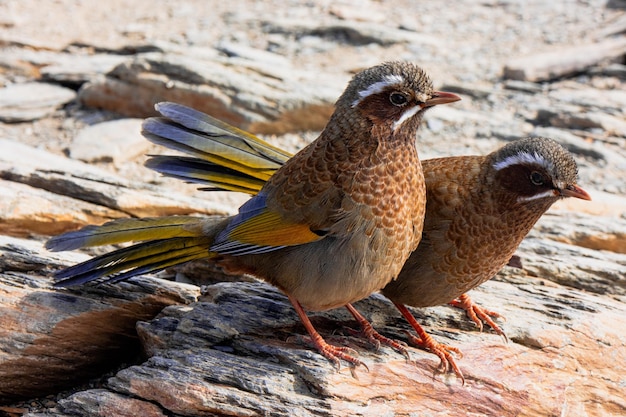 Photo close-up of bird perching on rock garrulax morrisonianus