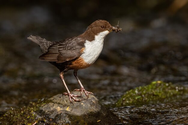 川の岩の上に座っている鳥のクローズアップ