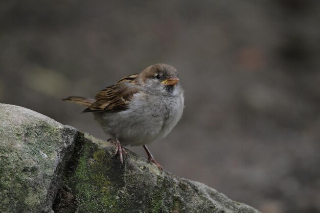 Close-up of bird perching on rock