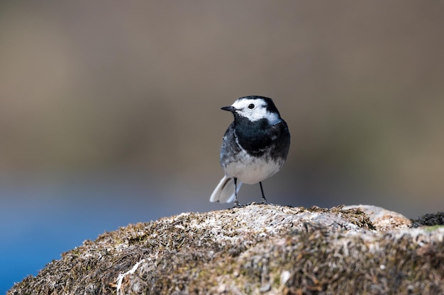 Photo close-up of bird perching on rock