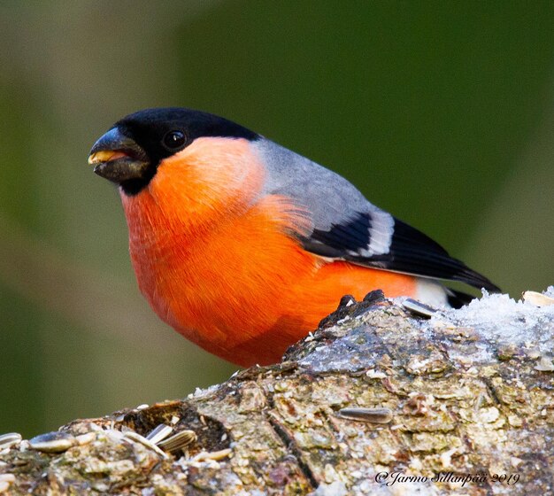 Close-up of bird perching on rock