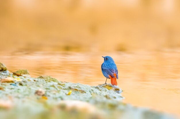 Close-up of bird perching on rock