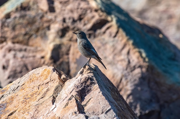 Photo close-up of bird perching on rock