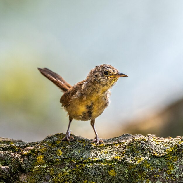 Close-up of bird perching on rock