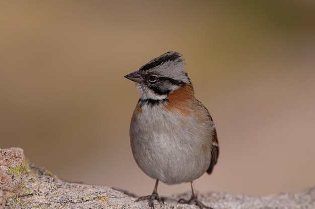 Photo close-up of bird perching on rock