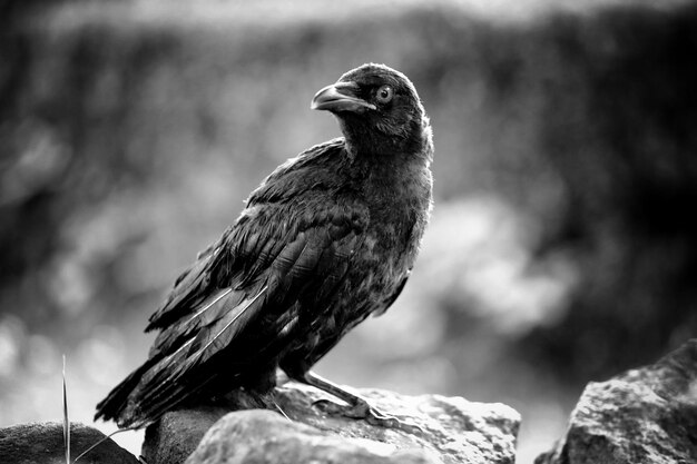 Photo close-up of bird perching on rock