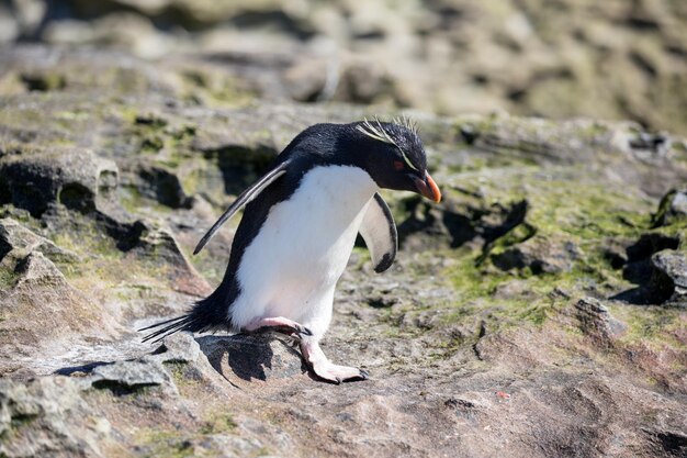 Close-up of bird perching on rock