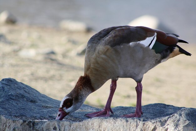 Close-up of bird perching on rock