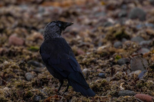 Photo close-up of bird perching on rock