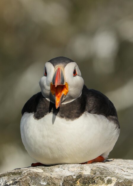 Close-up of bird perching on rock