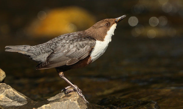 Photo close-up of bird perching on rock