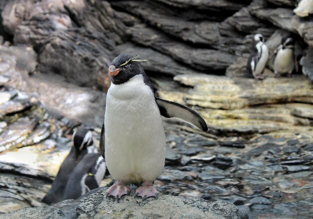 Close-up of bird perching on rock