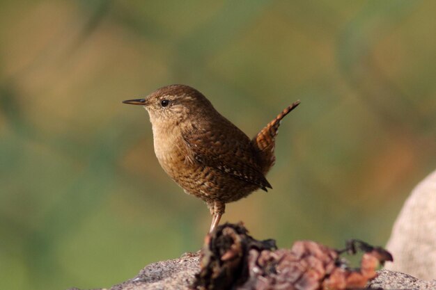 Photo close-up of bird perching on rock