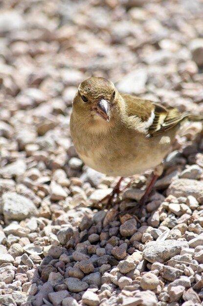 Photo close-up of bird perching on rock