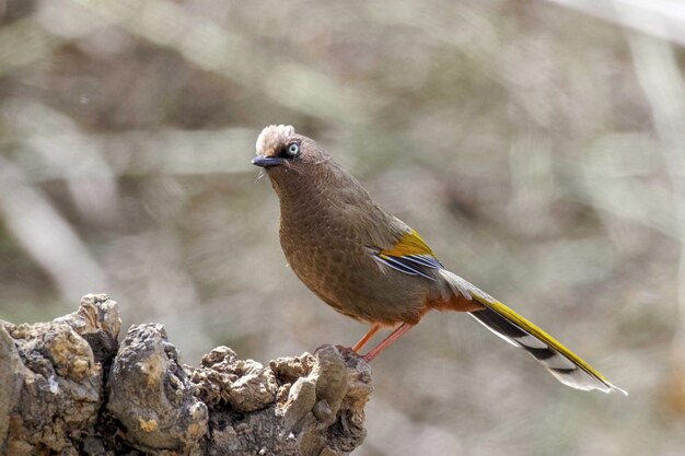 Photo close-up of bird perching on rock