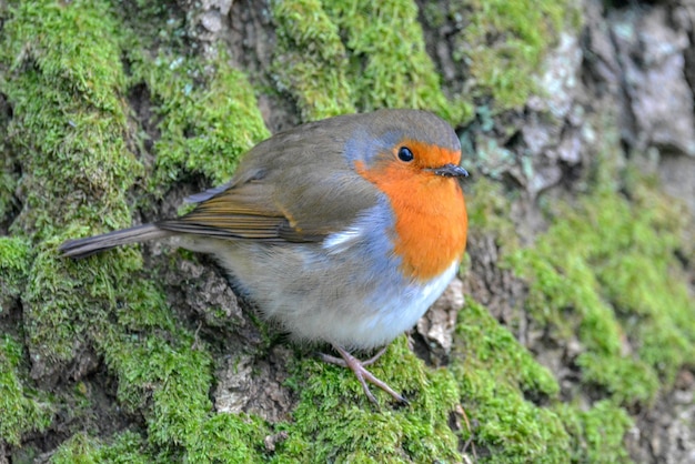 Close-up of bird perching on rock