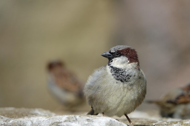 Close-up of bird perching on rock