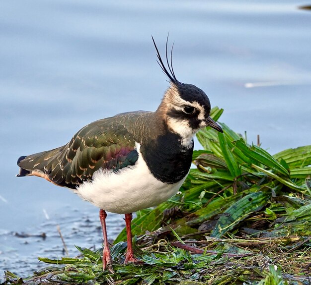 Photo close-up of bird perching on a rock