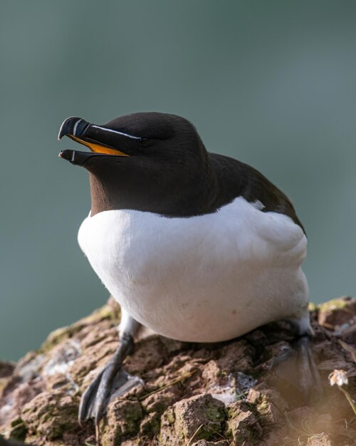 Close-up of bird perching on rock