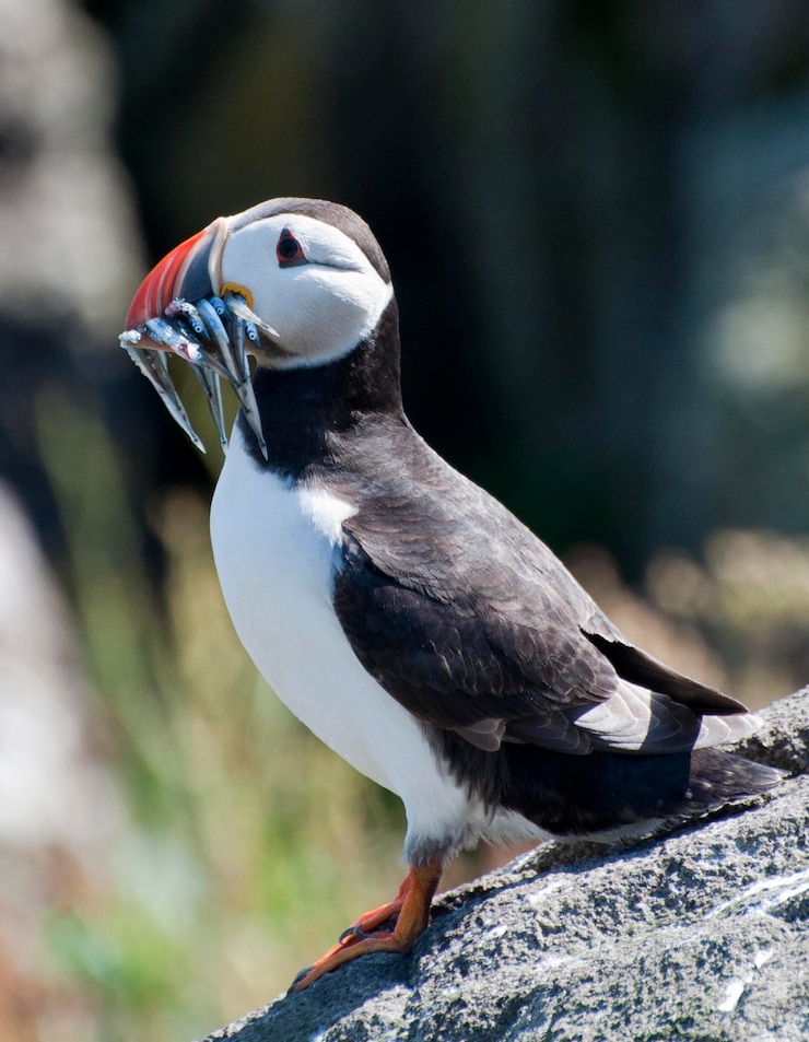 Photo close-up of bird perching on rock