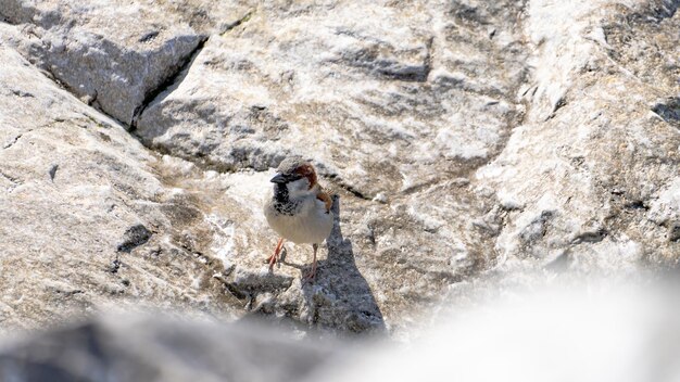 Close-up of bird perching on rock