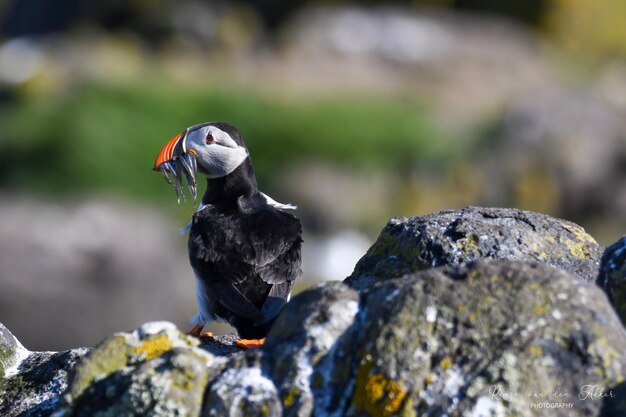 Close-up of bird perching on rock