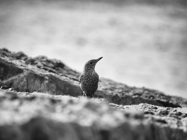 Photo close-up of bird perching on rock