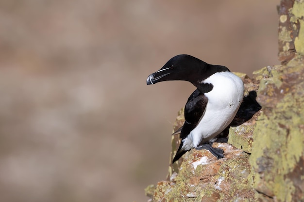 Photo close-up of bird perching on rock